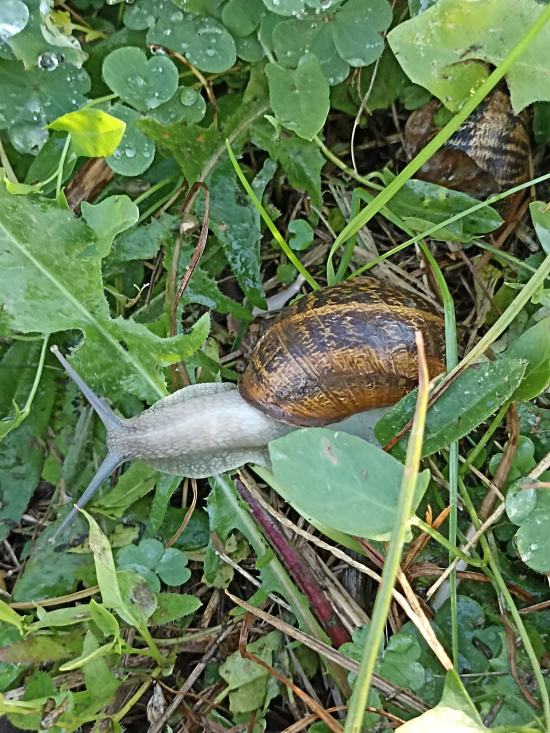 Lumaca Helix Aspersa Müller - fonte della bava di lumaca nei cosmetici naturali Helisense
